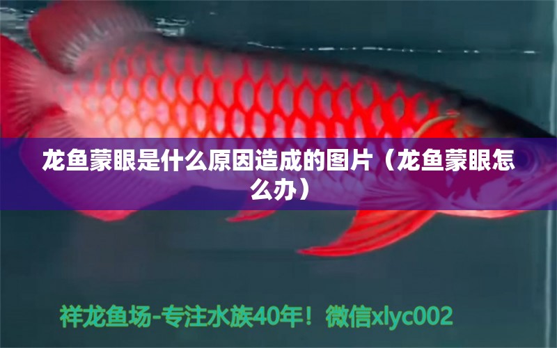 龍魚蒙眼是什么原因造成的圖片（龍魚蒙眼怎么辦） 觀賞魚