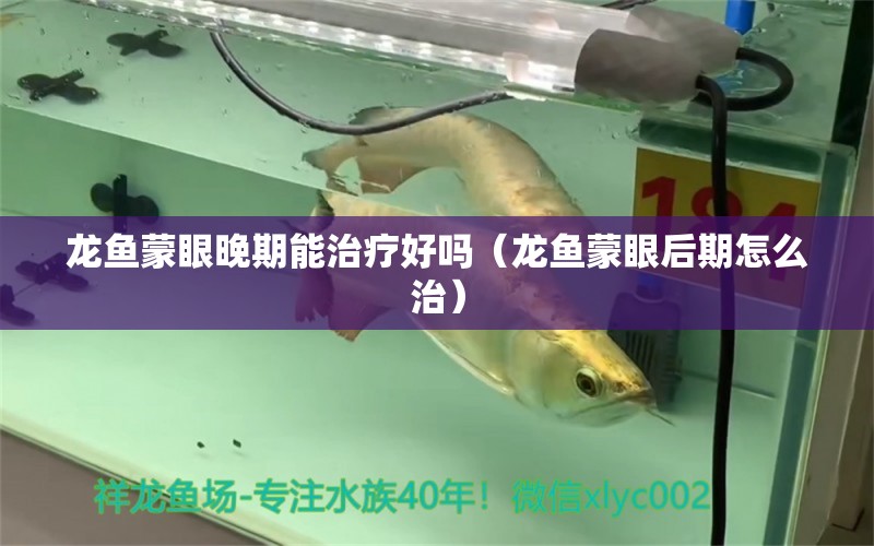 龍魚蒙眼晚期能治療好嗎（龍魚蒙眼后期怎么治）