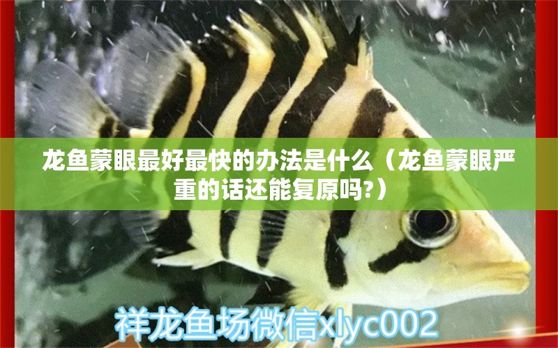 龍魚蒙眼最好最快的辦法是什么（龍魚蒙眼嚴重的話還能復(fù)原嗎?） 觀賞魚