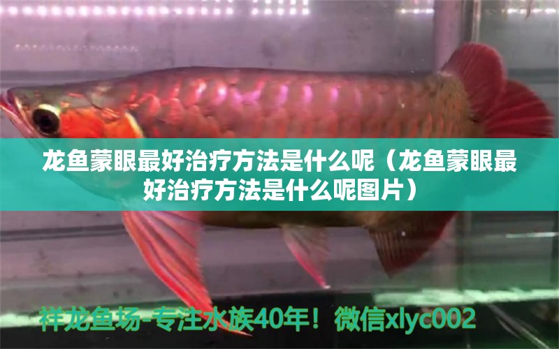 龍魚蒙眼最好治療方法是什么呢（龍魚蒙眼最好治療方法是什么呢圖片）