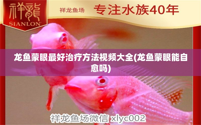 龍魚蒙眼最好治療方法視頻大全(龍魚蒙眼能自愈嗎) 純血皇冠黑白魟魚