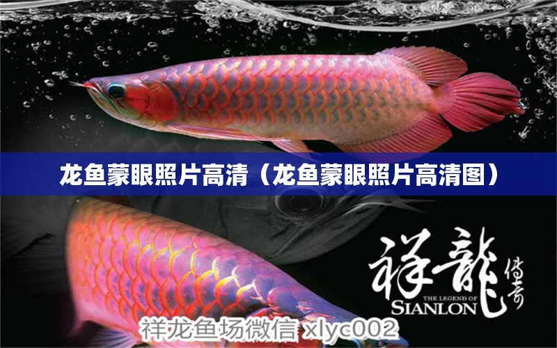 龍魚蒙眼照片高清（龍魚蒙眼照片高清圖）