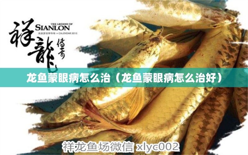 龍魚蒙眼病怎么治（龍魚蒙眼病怎么治好） 廣州龍魚批發(fā)市場