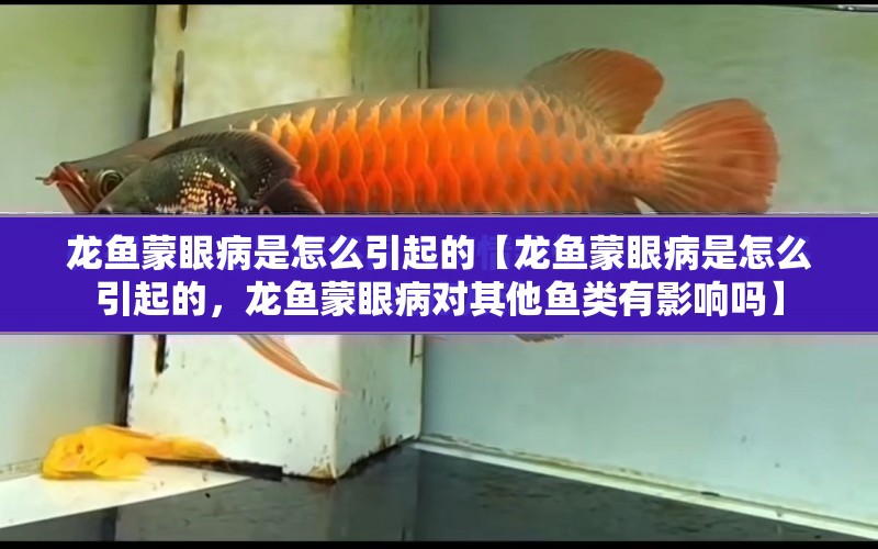 龍魚蒙眼病是怎么引起的【龍魚蒙眼病是怎么引起的，龍魚蒙眼病對其他魚類有影響嗎】 水族問答 第1張