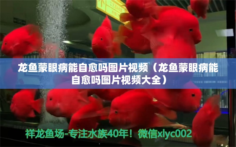 龍魚蒙眼病能自愈嗎圖片視頻（龍魚蒙眼病能自愈嗎圖片視頻大全）