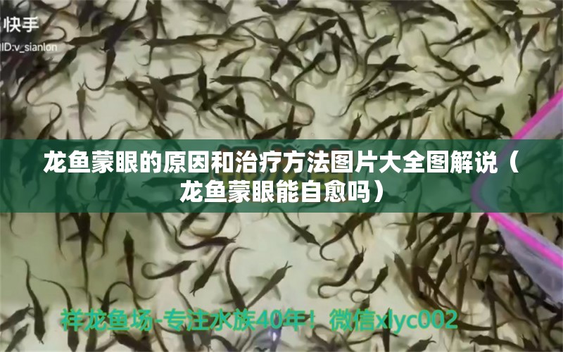 龍魚(yú)蒙眼的原因和治療方法圖片大全圖解說(shuō)（龍魚(yú)蒙眼能自愈嗎）