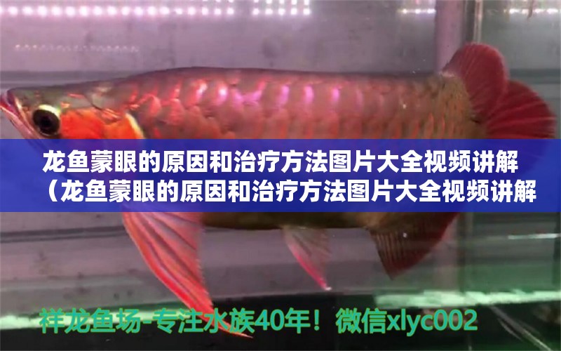 龍魚(yú)蒙眼的原因和治療方法圖片大全視頻講解（龍魚(yú)蒙眼的原因和治療方法圖片大全視頻講解） 廣州龍魚(yú)批發(fā)市場(chǎng)