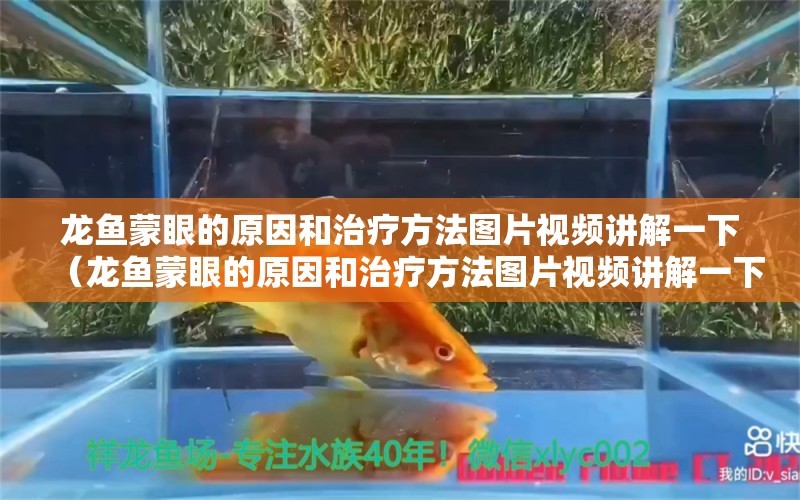 龍魚蒙眼的原因和治療方法圖片視頻講解一下（龍魚蒙眼的原因和治療方法圖片視頻講解一下大全）