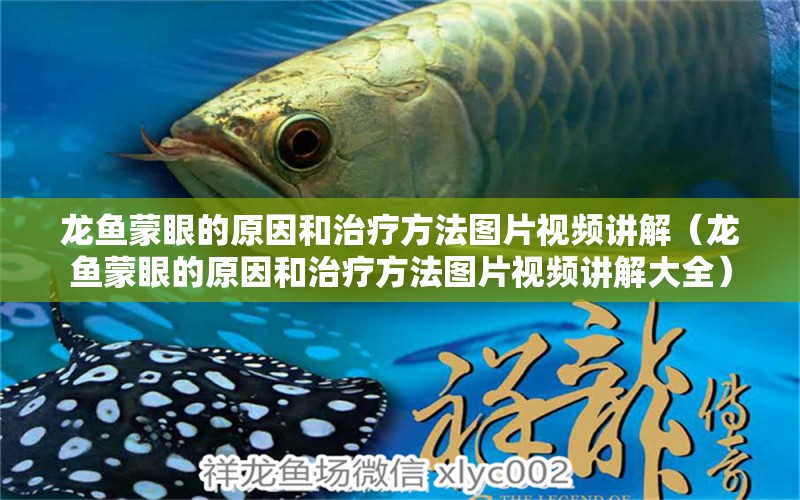 龍魚蒙眼的原因和治療方法圖片視頻講解（龍魚蒙眼的原因和治療方法圖片視頻講解大全） 廣州龍魚批發(fā)市場(chǎng)