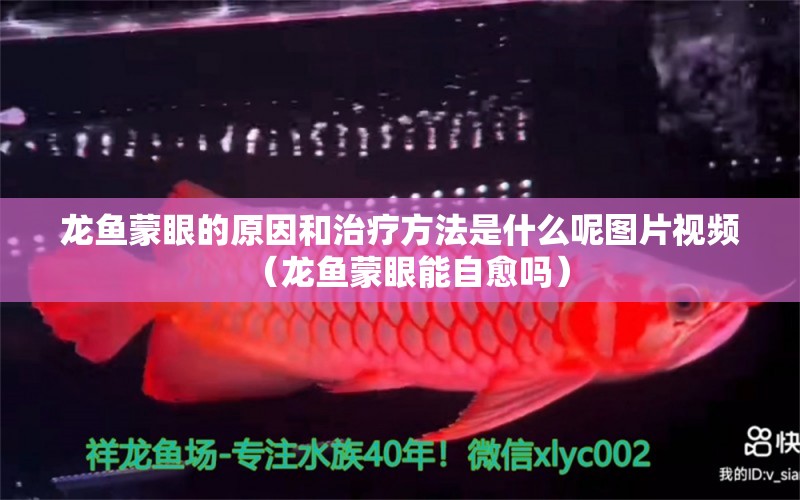 龍魚蒙眼的原因和治療方法是什么呢圖片視頻（龍魚蒙眼能自愈嗎）