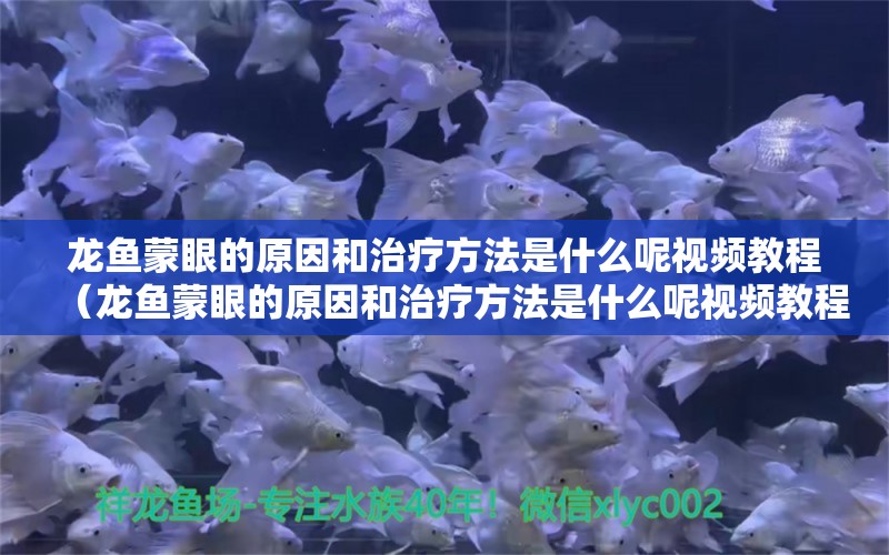 龍魚蒙眼的原因和治療方法是什么呢視頻教程（龍魚蒙眼的原因和治療方法是什么呢視頻教程全集）