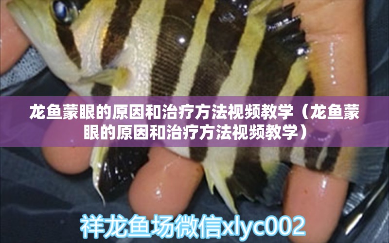 龍魚蒙眼的原因和治療方法視頻教學(xué)（龍魚蒙眼的原因和治療方法視頻教學(xué)）