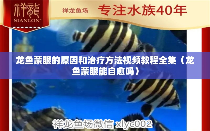 龍魚蒙眼的原因和治療方法視頻教程全集（龍魚蒙眼能自愈嗎）