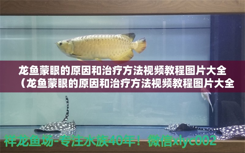 龍魚蒙眼的原因和治療方法視頻教程圖片大全（龍魚蒙眼的原因和治療方法視頻教程圖片大全集） 廣州龍魚批發(fā)市場