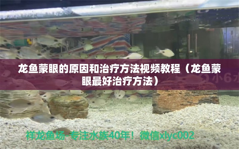 龍魚蒙眼的原因和治療方法視頻教程（龍魚蒙眼最好治療方法）