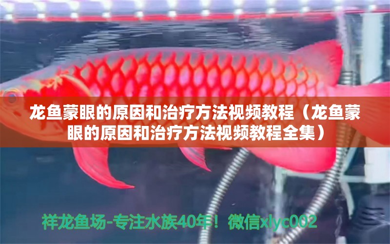 龍魚(yú)蒙眼的原因和治療方法視頻教程（龍魚(yú)蒙眼的原因和治療方法視頻教程全集） 廣州龍魚(yú)批發(fā)市場(chǎng)