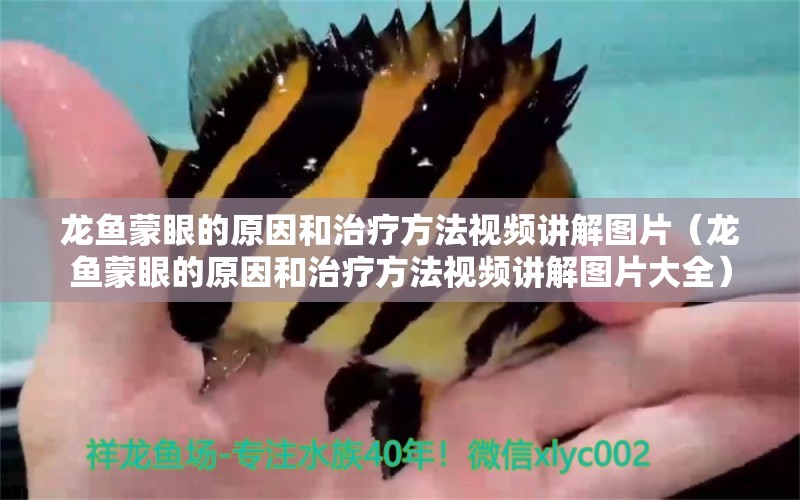 龍魚蒙眼的原因和治療方法視頻講解圖片（龍魚蒙眼的原因和治療方法視頻講解圖片大全） 馬拉莫寶石魚苗