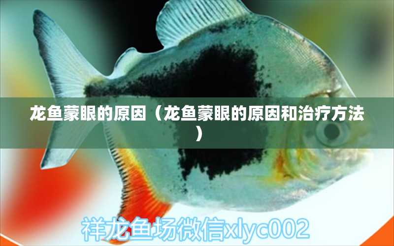 龍魚蒙眼的原因（龍魚蒙眼的原因和治療方法） 廣州龍魚批發(fā)市場