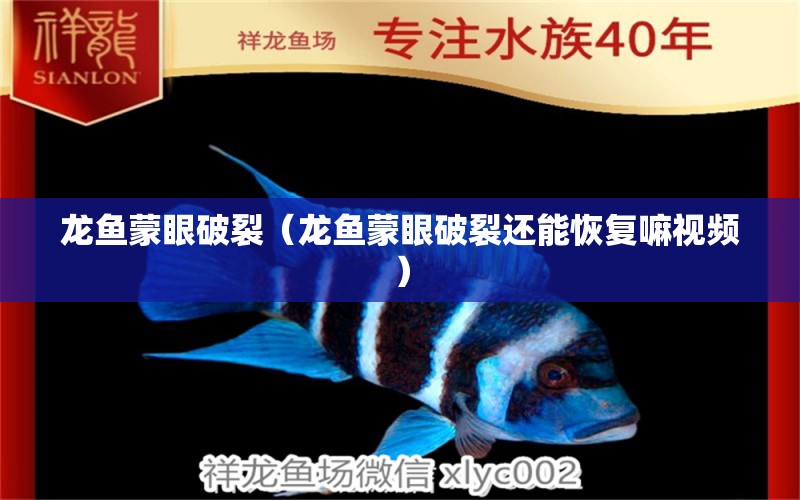 龍魚蒙眼破裂（龍魚蒙眼破裂還能恢復(fù)嘛視頻） 觀賞魚