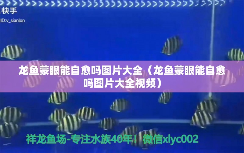 龍魚蒙眼能自愈嗎圖片大全（龍魚蒙眼能自愈嗎圖片大全視頻）