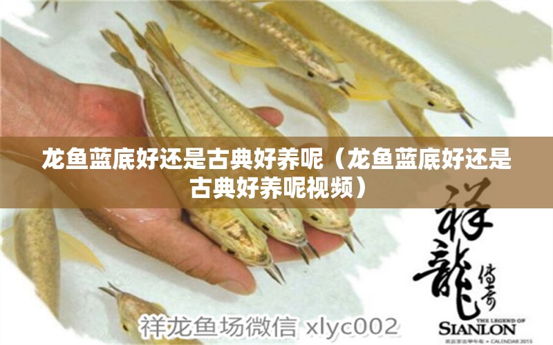 龍魚藍(lán)底好還是古典好養(yǎng)呢（龍魚藍(lán)底好還是古典好養(yǎng)呢視頻） 廣州龍魚批發(fā)市場