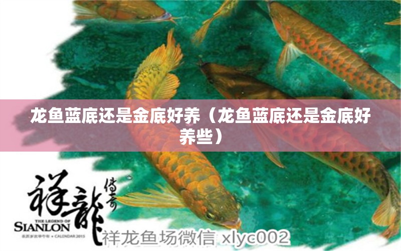 龍魚藍(lán)底還是金底好養(yǎng)（龍魚藍(lán)底還是金底好養(yǎng)些）