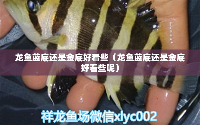 龍魚藍(lán)底還是金底好看些（龍魚藍(lán)底還是金底好看些呢） 廣州龍魚批發(fā)市場