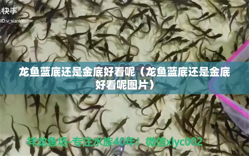 龍魚藍(lán)底還是金底好看呢（龍魚藍(lán)底還是金底好看呢圖片） 廣州龍魚批發(fā)市場