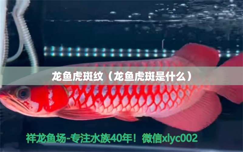 龍魚(yú)虎斑紋（龍魚(yú)虎斑是什么）