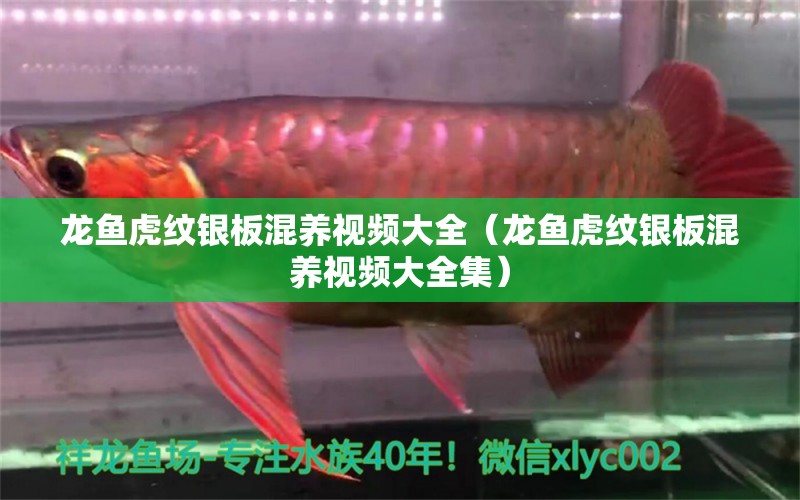 龍魚虎紋銀板混養(yǎng)視頻大全（龍魚虎紋銀板混養(yǎng)視頻大全集）