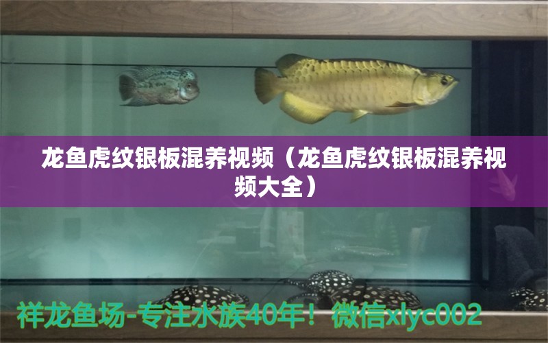 龍魚虎紋銀板混養(yǎng)視頻（龍魚虎紋銀板混養(yǎng)視頻大全）