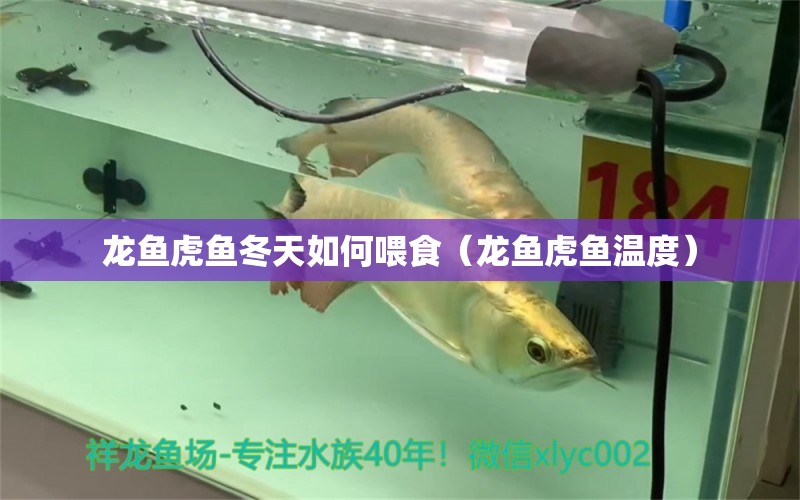 龍魚虎魚冬天如何喂食（龍魚虎魚溫度）