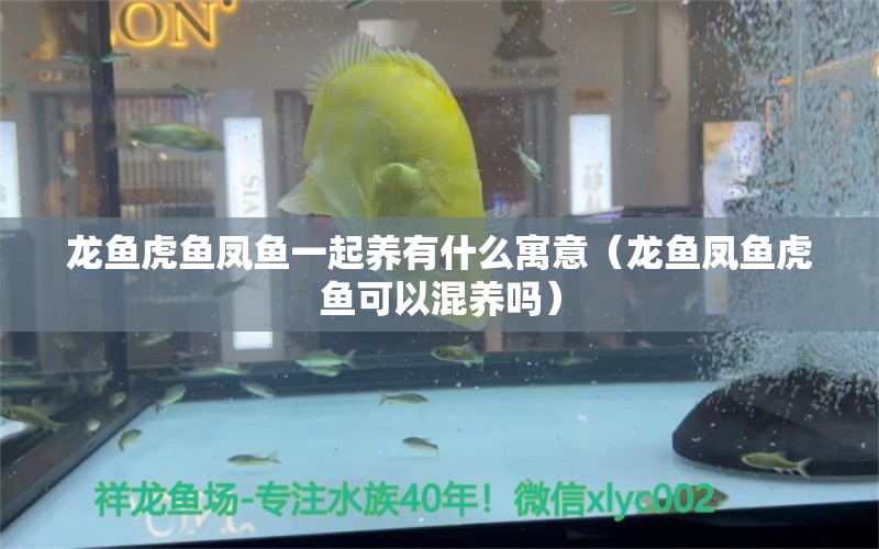 龍魚虎魚鳳魚一起養(yǎng)有什么寓意（龍魚鳳魚虎魚可以混養(yǎng)嗎）