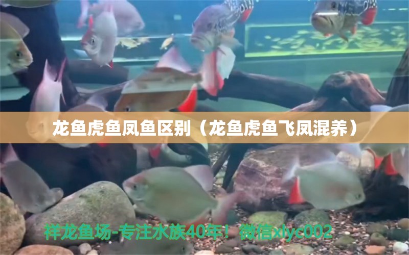 龍魚虎魚鳳魚區(qū)別（龍魚虎魚飛鳳混養(yǎng)）