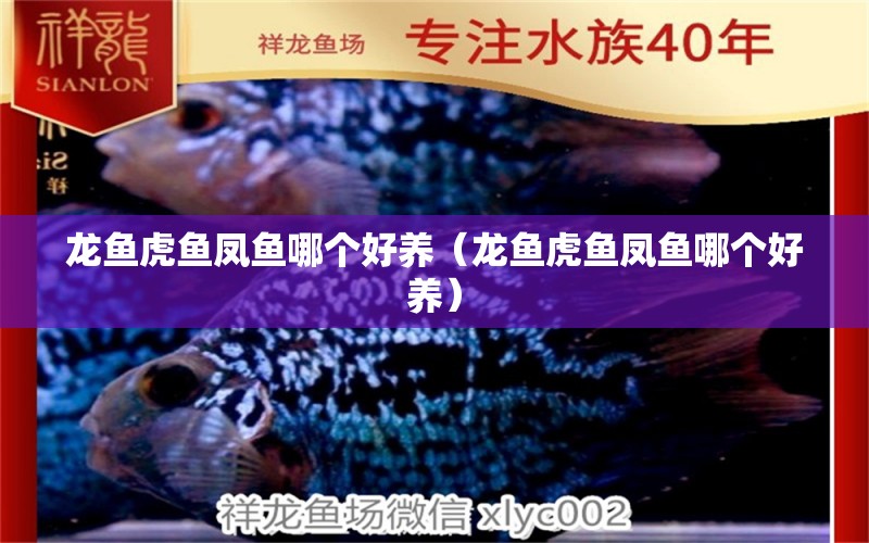 龍魚虎魚鳳魚哪個好養(yǎng)（龍魚虎魚鳳魚哪個好養(yǎng)）