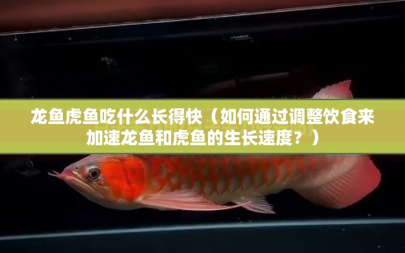 龍魚虎魚吃什么長得快（如何通過調(diào)整飲食來加速龍魚和虎魚的生長速度？） 水族問答 第1張