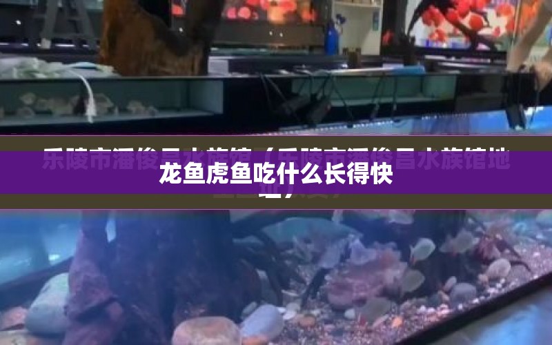 龍魚虎魚吃什么長得快 水族問答 第1張