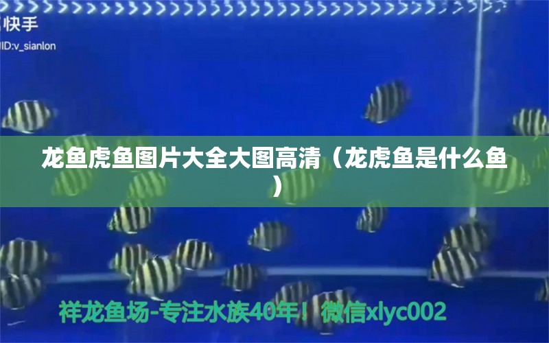 龍魚虎魚圖片大全大圖高清（龍虎魚是什么魚）