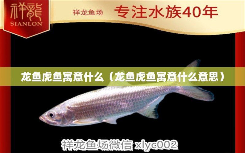 龍魚虎魚寓意什么（龍魚虎魚寓意什么意思） 虎魚百科