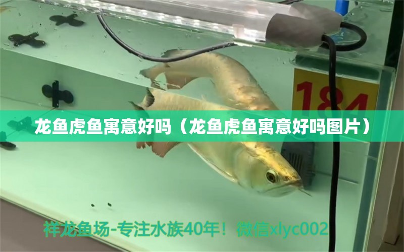 龍魚(yú)虎魚(yú)寓意好嗎（龍魚(yú)虎魚(yú)寓意好嗎圖片）