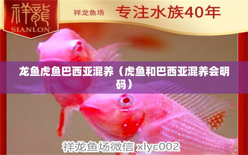 龍魚虎魚巴西亞混養(yǎng)（虎魚和巴西亞混養(yǎng)會明碼）