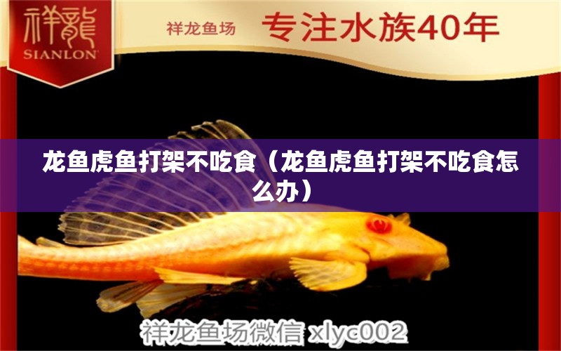 龍魚(yú)虎魚(yú)打架不吃食（龍魚(yú)虎魚(yú)打架不吃食怎么辦）