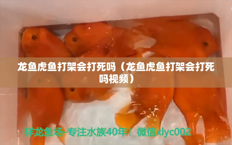 龍魚虎魚打架會打死嗎（龍魚虎魚打架會打死嗎視頻） 虎魚百科