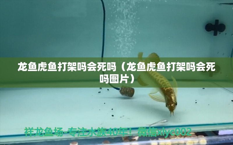 龍魚(yú)虎魚(yú)打架嗎會(huì)死嗎（龍魚(yú)虎魚(yú)打架嗎會(huì)死嗎圖片）