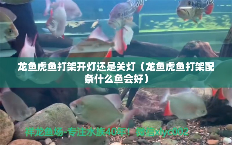 龍魚虎魚打架開燈還是關(guān)燈（龍魚虎魚打架配條什么魚會好）