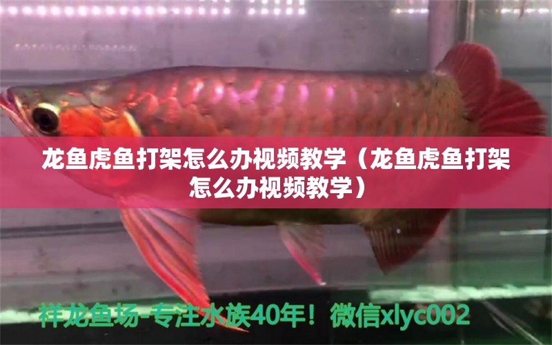 龍魚虎魚打架怎么辦視頻教學(xué)（龍魚虎魚打架怎么辦視頻教學(xué)）