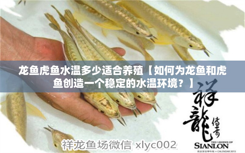 龍魚虎魚水溫多少適合養(yǎng)殖【如何為龍魚和虎魚創(chuàng)造一個(gè)穩(wěn)定的水溫環(huán)境？】 水族問答 第1張