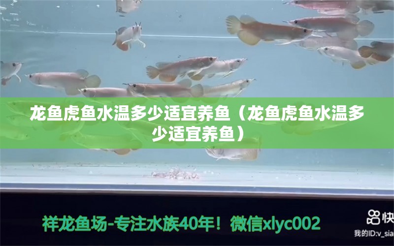 龍魚虎魚水溫多少適宜養(yǎng)魚（龍魚虎魚水溫多少適宜養(yǎng)魚） 虎魚百科