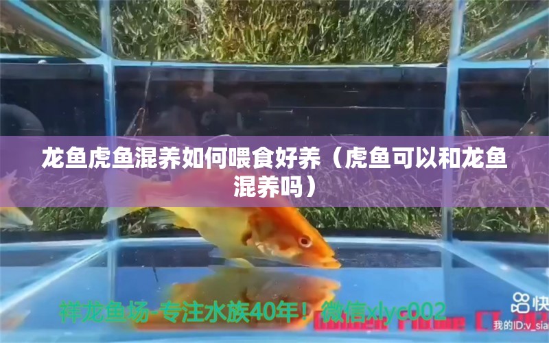 龍魚虎魚混養(yǎng)如何喂食好養(yǎng)（虎魚可以和龍魚混養(yǎng)嗎）