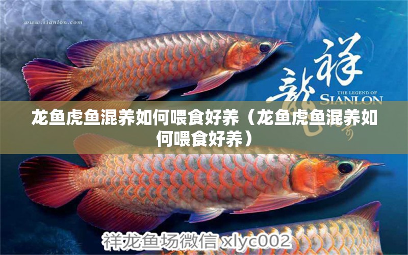 龍魚虎魚混養(yǎng)如何喂食好養(yǎng)（龍魚虎魚混養(yǎng)如何喂食好養(yǎng)）